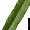 SpeciesSub: var. quinquecornutus